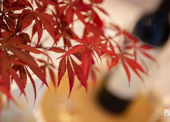 The Lady C - High Apartament Tropea