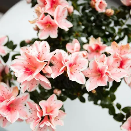 The Lady C - High Tropea