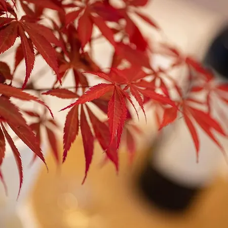 The Lady C - High Apartamento Tropea